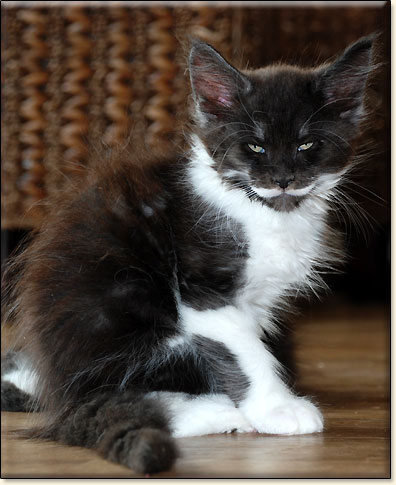 hodowla kotw rasy Maine Coon Villa Park*PL