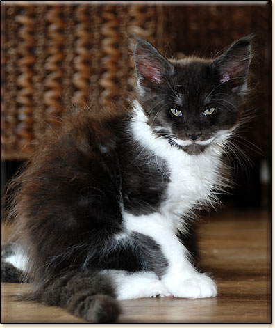 hodowla kotw maine coon Villa Park*PL