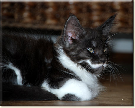 hodowla kotw rasy Maine Coon Villa Park*PL