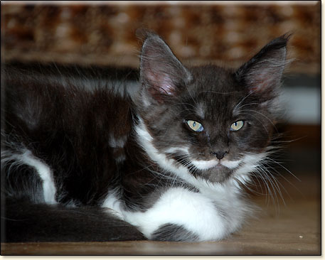 hodowla kotw maine coon Villa Park*PL