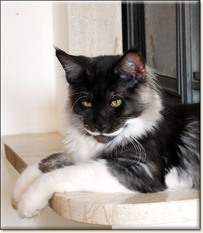 hodowla kotw rasy Maine Coon Villa Park*PL