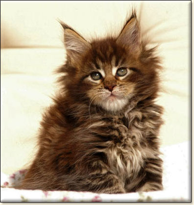 hodowla kotw rasy Maine Coon Villa Park*PL