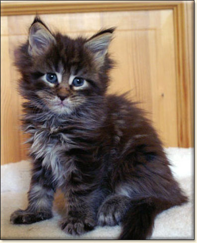 hodowla kotw maine coon Villa Park*PL