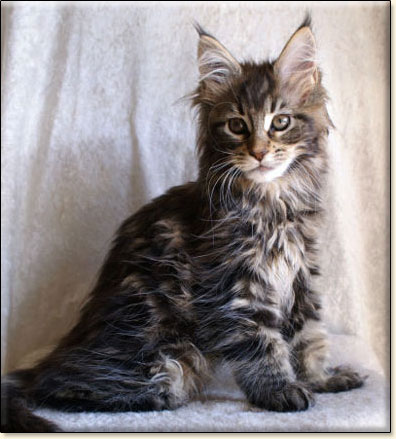 hodowla kotw rasy Maine Coon Villa Park*PL