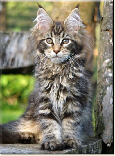 hodowla kotw maine coon Villa Park*PL