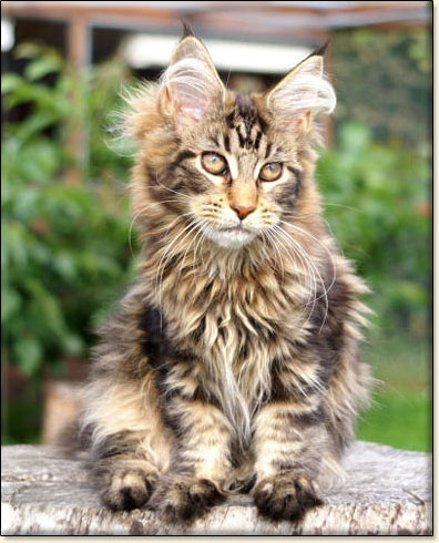 Maine Coon cattery Villa Park*PL