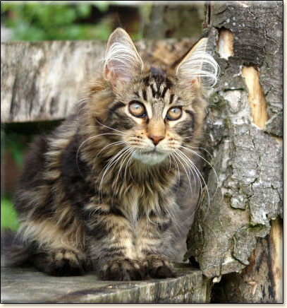 maine coon cattery Villa Park*PL