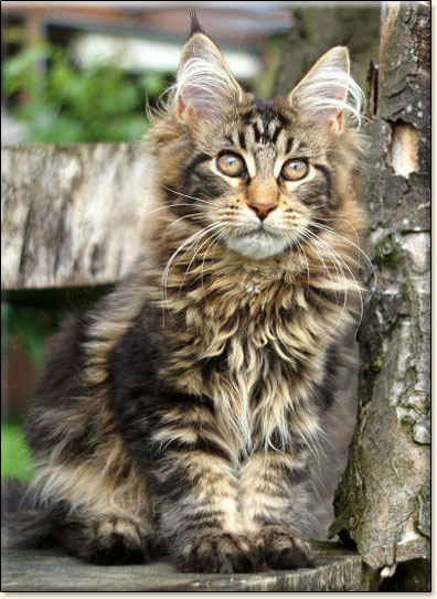 hodowla kotw rasy Maine Coon Villa Park*PL