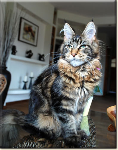 hodowla kotw rasy Maine Coon Villa Park*PL