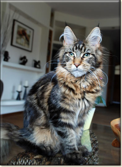 hodowla kotw maine coon Villa Park*PL