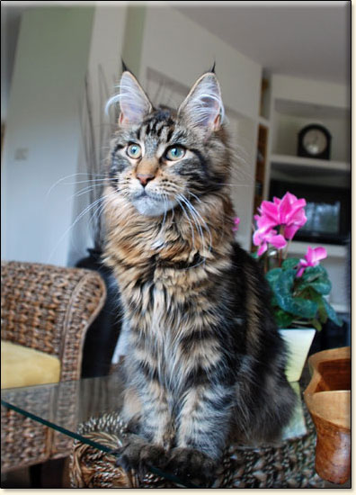 Maine Coon cattery Villa Park*PL