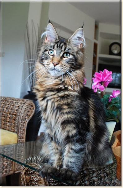 maine coon cattery Villa Park*PL