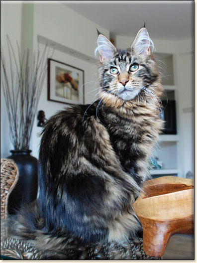 hodowla kotw rasy Maine Coon Villa Park*PL