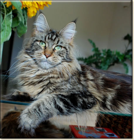 hodowla kotw maine coon Villa Park*PL