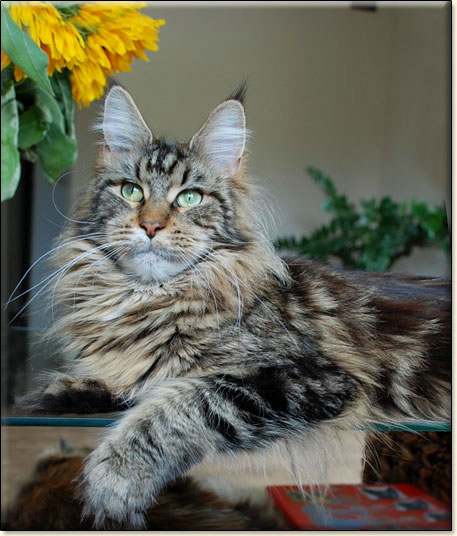 Maine Coon cattery Villa Park*PL