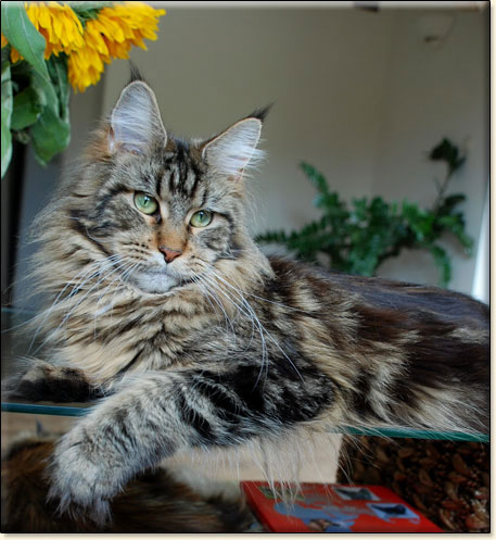 maine coon cattery Villa Park*PL