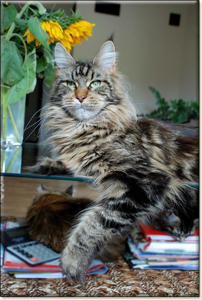 hodowla kotw rasy Maine Coon Villa Park*PL