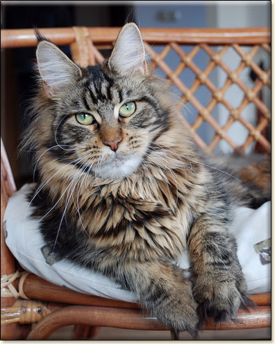 hodowla kotw maine coon Villa Park*PL