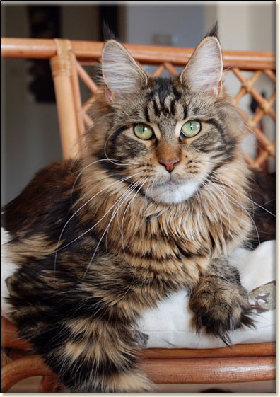 Maine Coon cattery Villa Park*PL