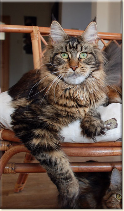 maine coon cattery Villa Park*PL