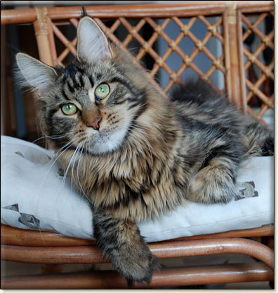 hodowla kotw rasy Maine Coon Villa Park*PL