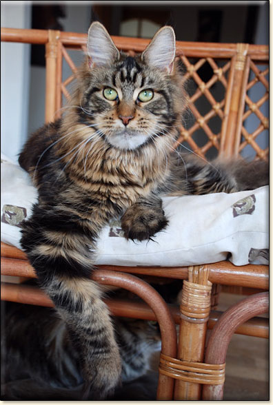 hodowla kotw maine coon Villa Park*PL