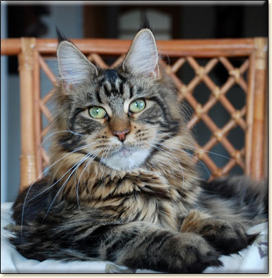 hodowla kotw rasy Maine Coon Villa Park*PL