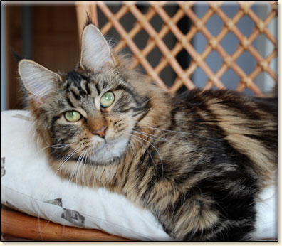 hodowla kotw maine coon Villa Park*PL