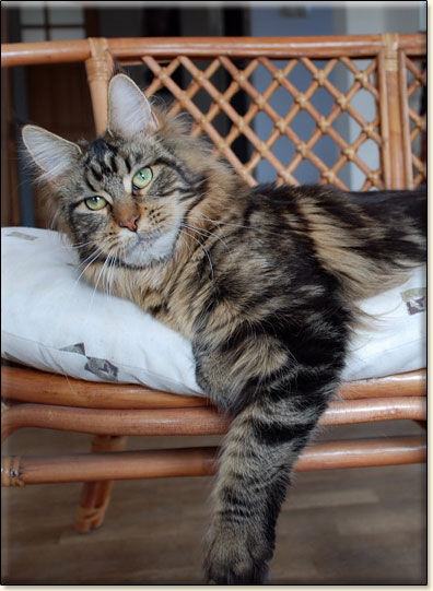 Maine Coon cattery Villa Park*PL