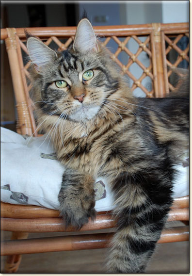 maine coon cattery Villa Park*PL