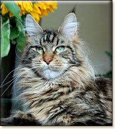 Villa Park*PL maine coon cattery