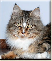 Villa Park*PL maine coon cattery