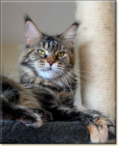 D*Waldemaine Julia of Villa Park*PL - Maine Coon cat picture