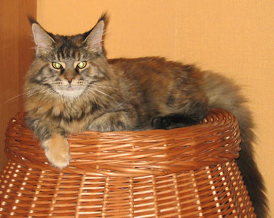 hodowla kotw rasy Maine Coon Villa Park*PL