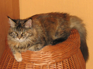 hodowla kotw maine coon Villa Park*PL