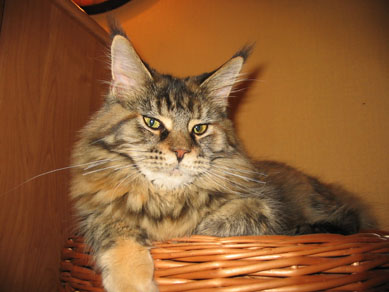 maine coon cattery Villa Park*PL