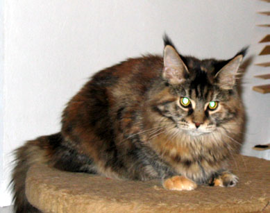 hodowla kotw rasy Maine Coon Villa Park*PL