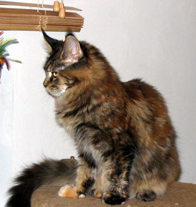 hodowla kotw maine coon Villa Park*PL