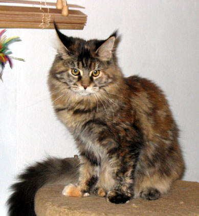 Maine Coon cattery Villa Park*PL