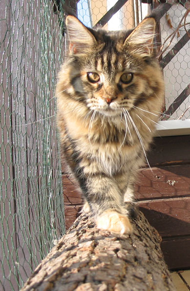 hodowla kotw rasy Maine Coon Villa Park*PL