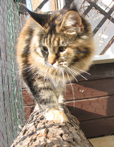 hodowla kotw maine coon Villa Park*PL