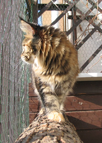 Maine Coon cattery Villa Park*PL