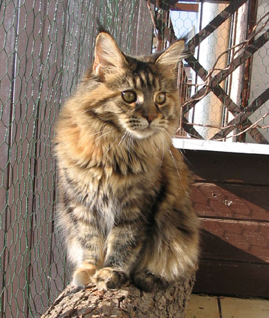 maine coon cattery Villa Park*PL