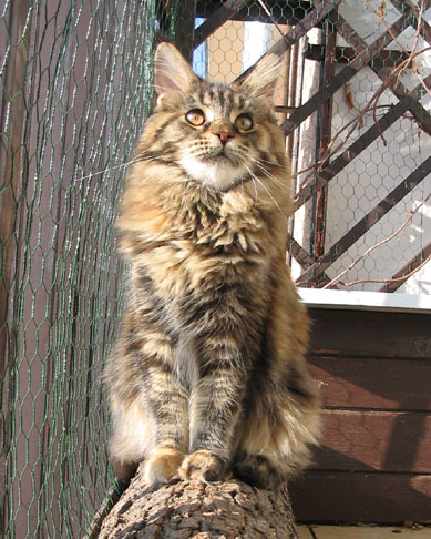 hodowla kotw rasy Maine Coon Villa Park*PL