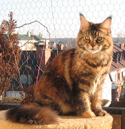 hodowla kotw rasy Maine Coon Villa Park*PL