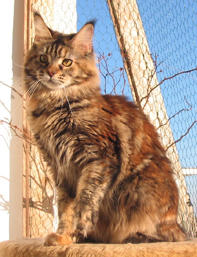 hodowla kotw maine coon Villa Park*PL