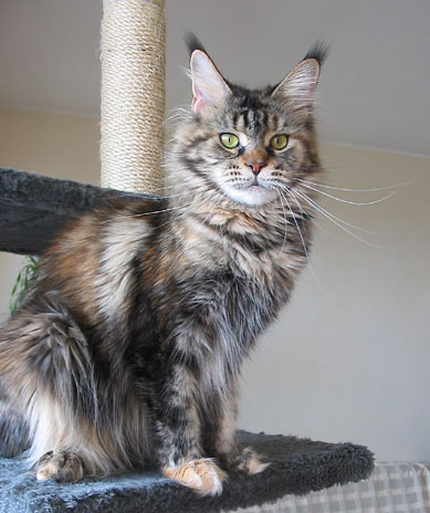 hodowla kotw maine coon Villa Park*PL