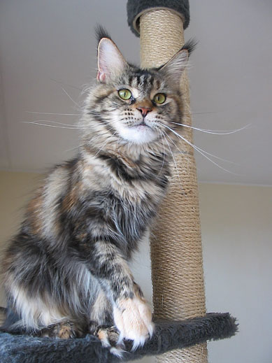 Maine Coon cattery Villa Park*PL