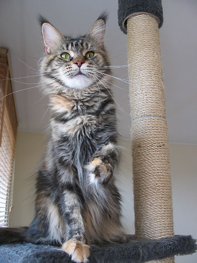 maine coon cattery Villa Park*PL