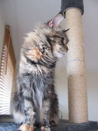 hodowla kotw rasy Maine Coon Villa Park*PL